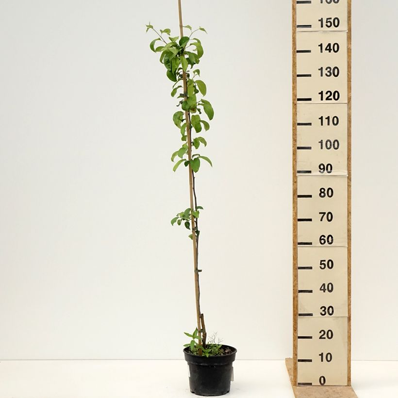 Spécimen de Pommier Antonówka Półtorapoundowa Pot de 4L/5L, Scion tel que livré au printemps