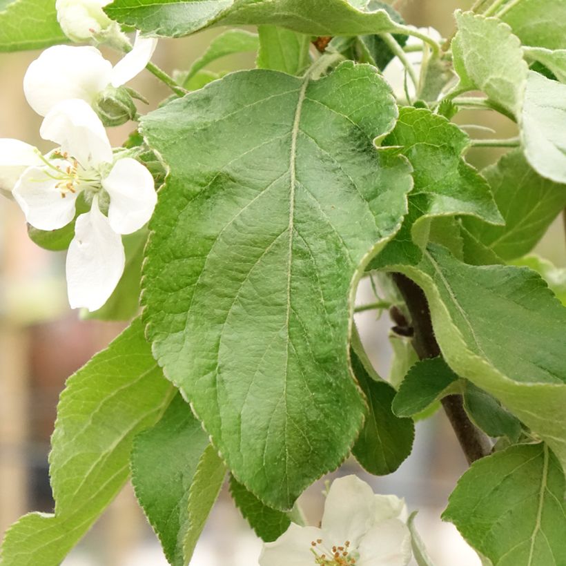 Pommier Antonówka Zwykła (Feuillage)