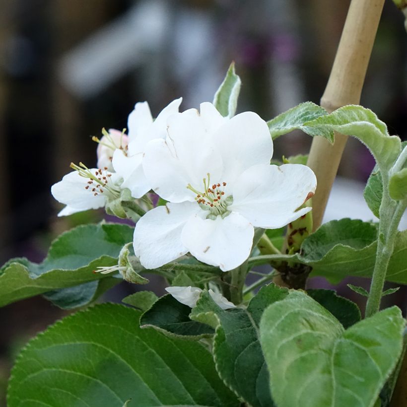 Pommier Antonówka Zwykła (Floraison)