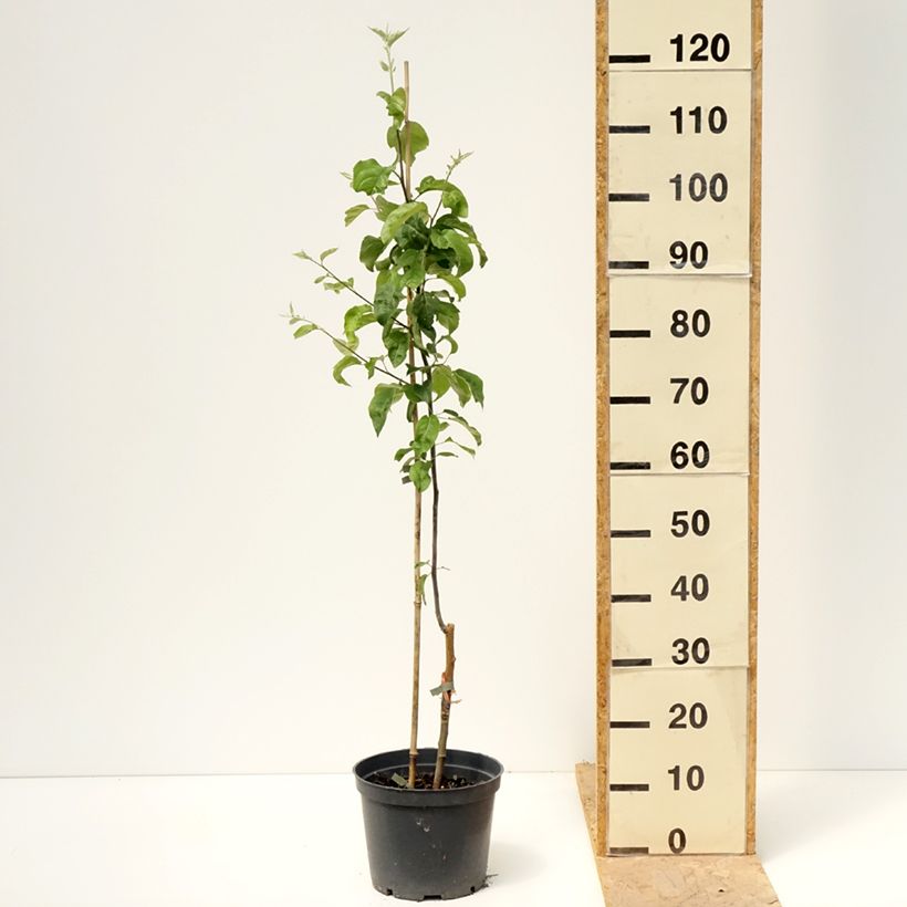 Spécimen de Pommier Antonówka Zwykła Pot de 4L/5L, Scion tel que livré au printemps