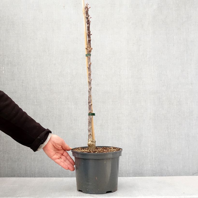 Spécimen de Pommier Ballerina Red Leaf Pot de 4L/5L tel que livré au printemps