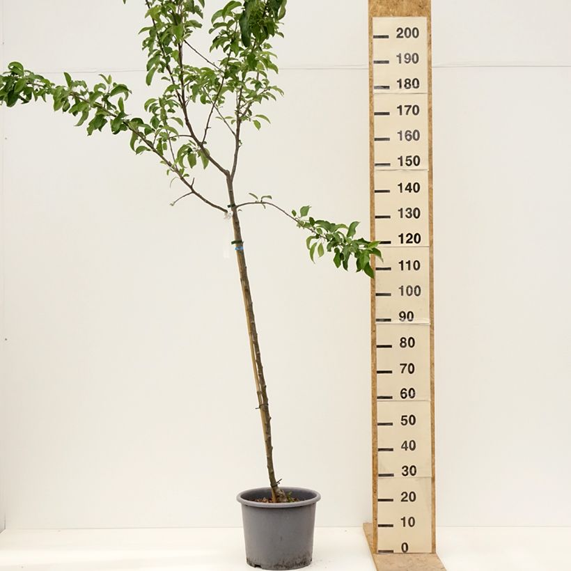 Example of Pommier Belchard - Malus domestica Chanteclerc Pot de 12L/15L, Demi-Tige as you get in printemps