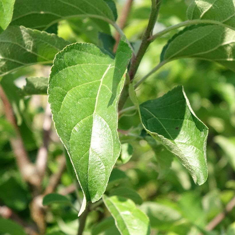 Pommier Belchard - Malus domestica Chanteclerc (Foliage)