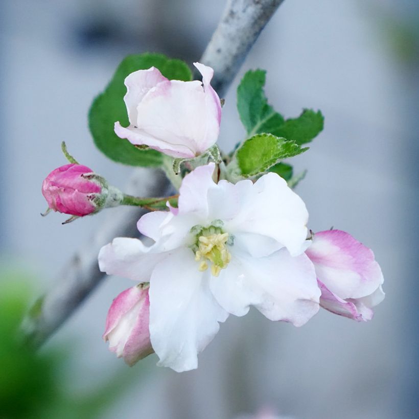 Pommier Belle de Boskoop Bio (Floraison)