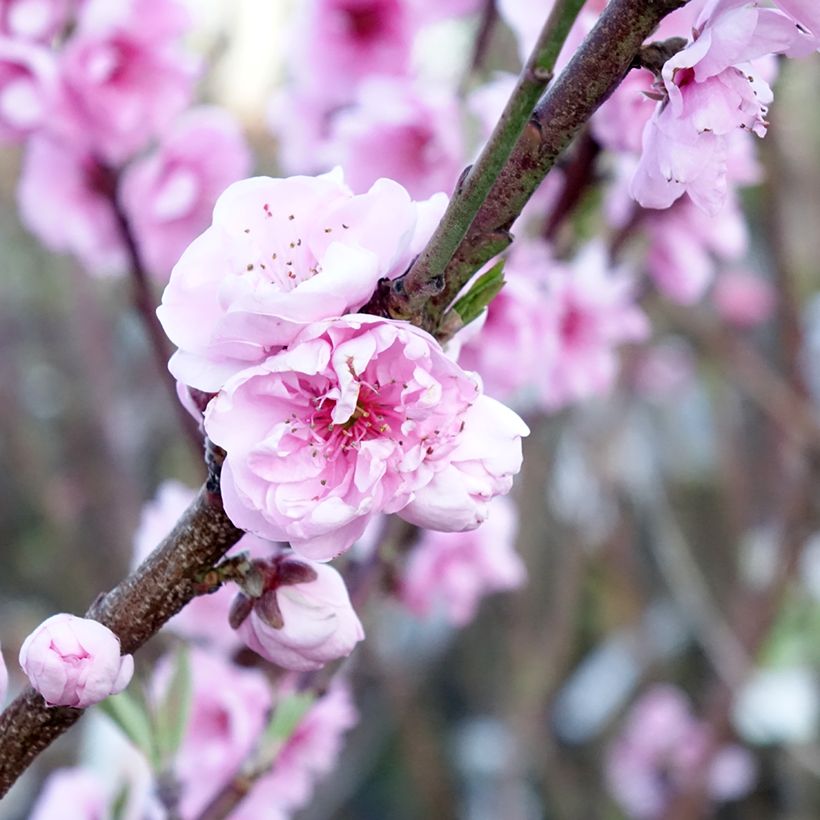 Pommier Belle de Boskoop (Flowering)
