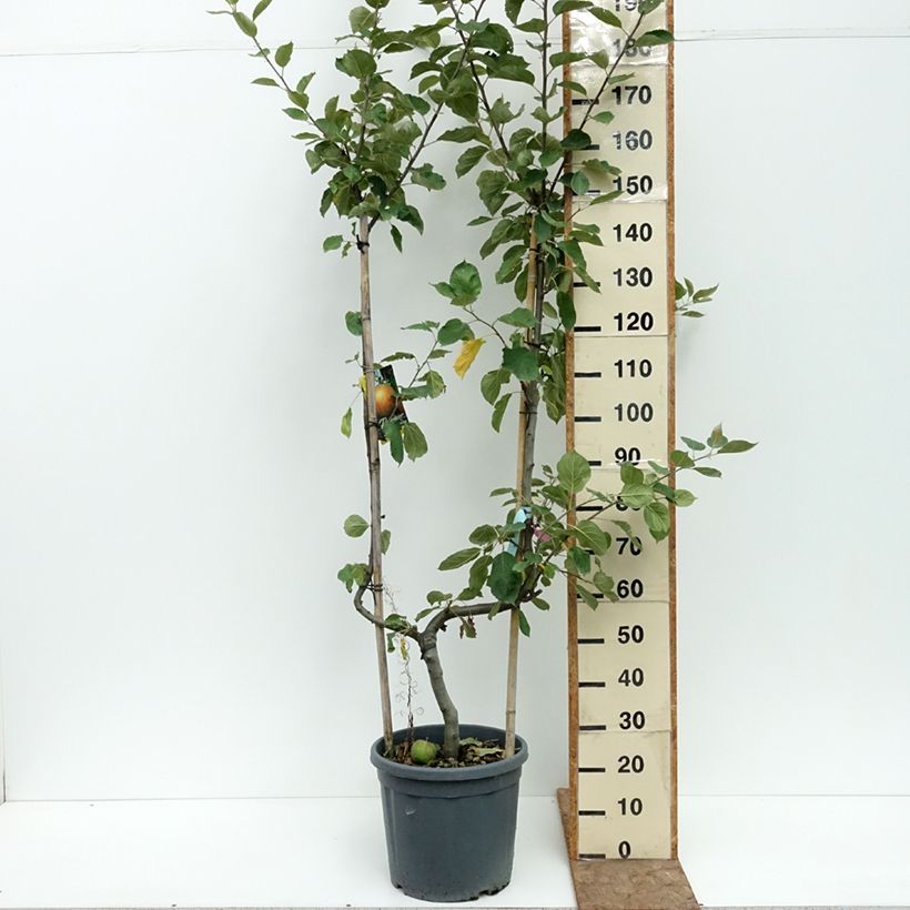 Spécimen de Pommier Belle de Boskoop Pot de 12L/15L, Palmette simple U tel que livré en été