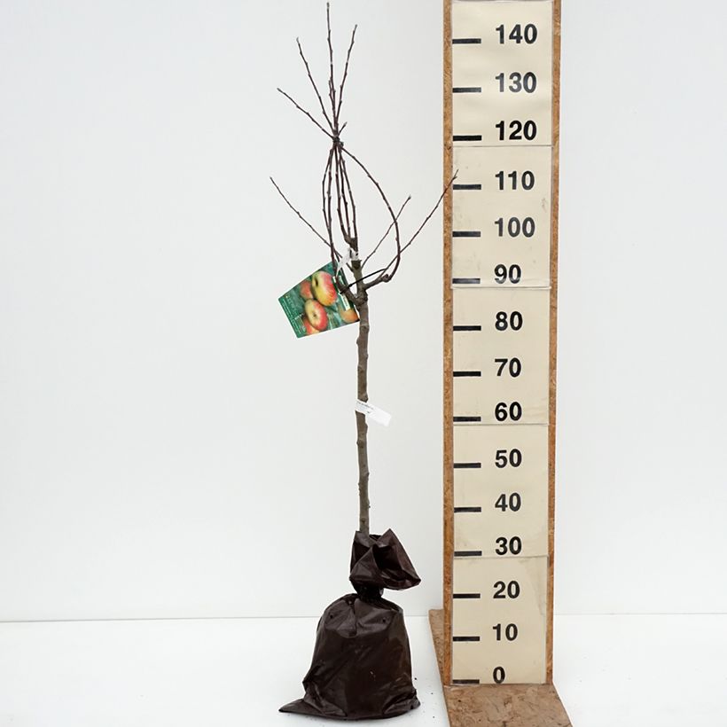 Example of Pommier Belle Fille de Salins Motte "Prêt-à-planter", Gobelet as you get in hiver