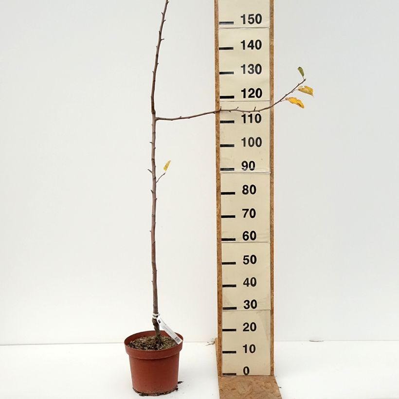 Spécimen de Pommier Bon père Pot de 7,5L/10L, Scion tel que livré en automne