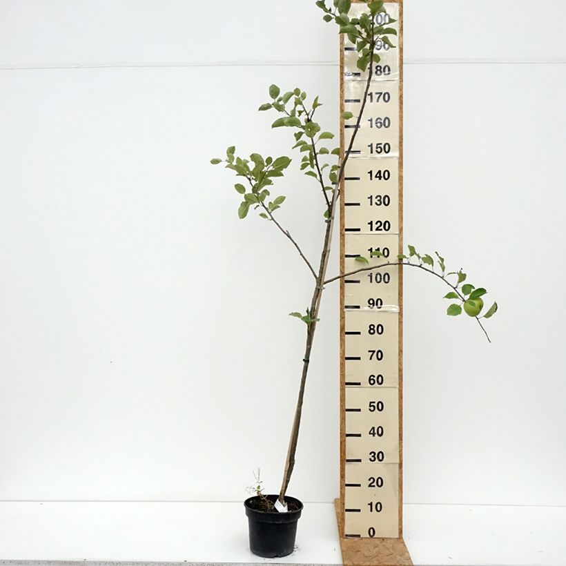 Spécimen de Pommier Bramley's Seedling Pot de 4L/5L, Scion tel que livré en été