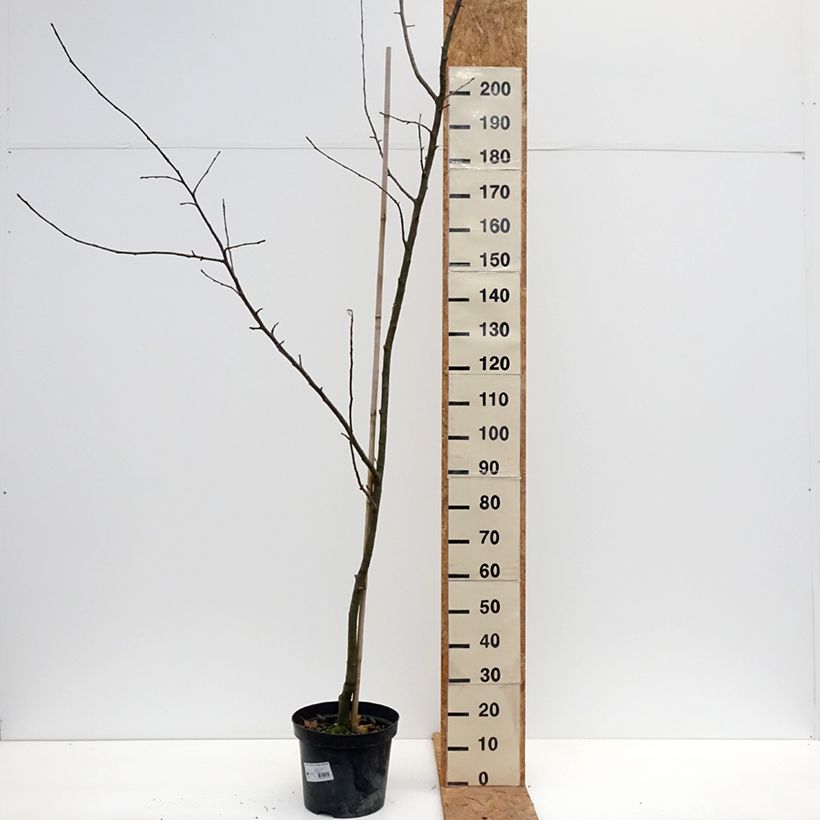 Spécimen de Pommier Cesarz Wilhelm, Kaiser Wilhelm, Reinette rouge Pot de 7,5L/10L, Scion tel que livré en automne