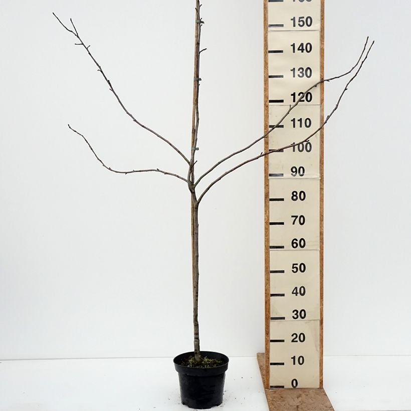 Spécimen de Pommier Charłamowskie Pot de 4L/5L, Scion tel que livré en hiver