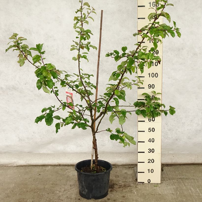 Spécimen de Pommier Choupette Pot de 7,5L/10L, Gobelet tel que livré en été