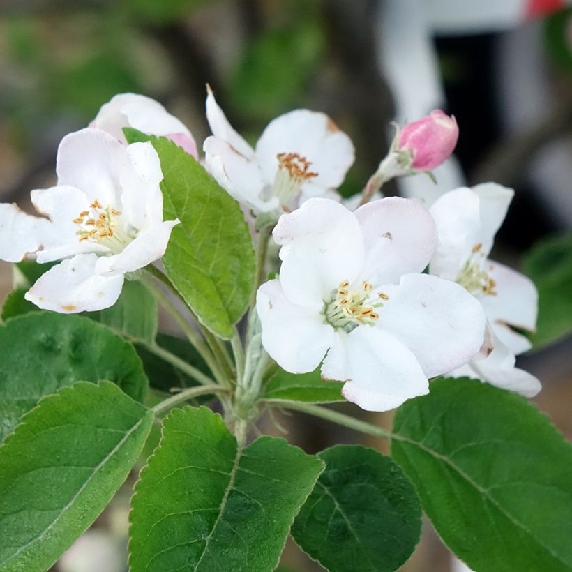 Pommier Choupette (Floraison)