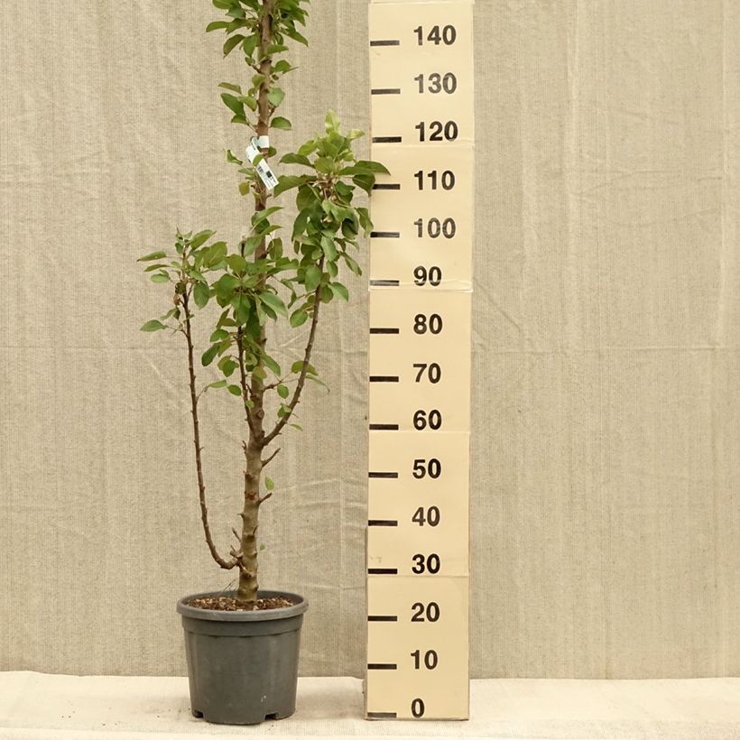 Spécimen de Pommier colonnaire Ballerina Bolero Pot de 7,5L/10L, Colonnaire tel que livré en automne