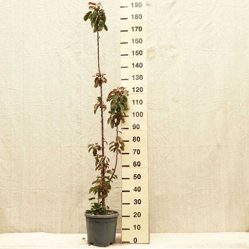 Example of Pommier colonnaire Ballerina Maypole Pot de 7,5L/10L, Colonnaire as you get in printemps