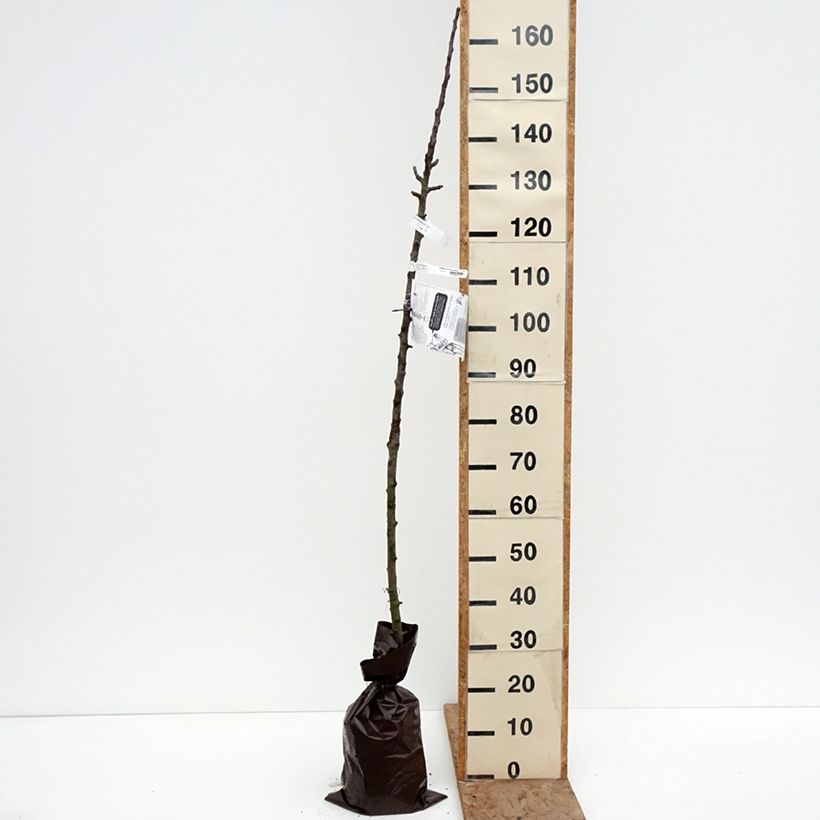 Spécimen de Pommier colonnaire Cheverny- Georges Delbard  Motte "Prêt-à-planter", Colonnaire tel que livré en hiver