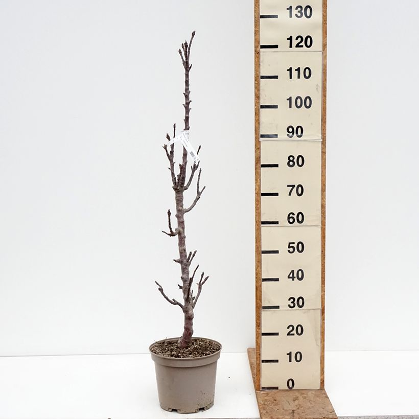 Spécimen de Pommier colonnaire Cheverny- Georges Delbard  Pot de 7,5L/10L tel que livré en hiver