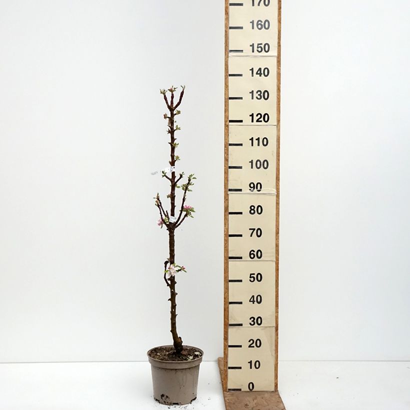 Spécimen de Pommier colonnaire Cheverny- Georges Delbard  Pot de 7,5L/10L tel que livré au printemps