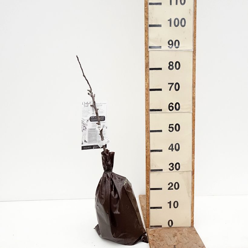 Example of Pommier colonnaire Chinon - Georges Delbard Motte "Prêt-à-planter", Colonnaire as you get in hiver