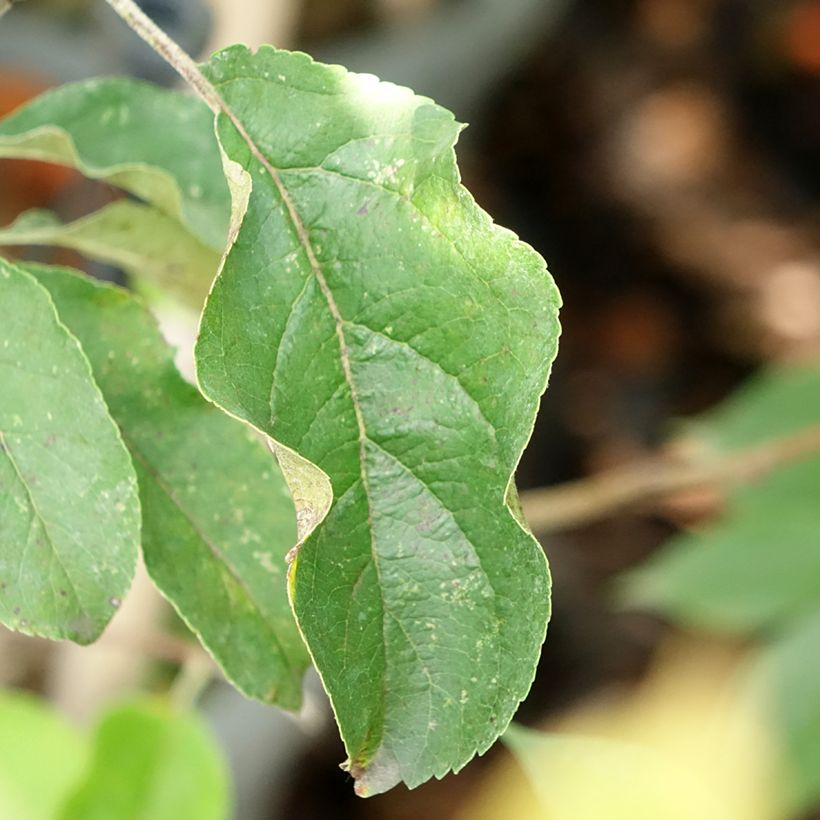 Pommier colonnaire Chinon - Georges Delbard (Foliage)