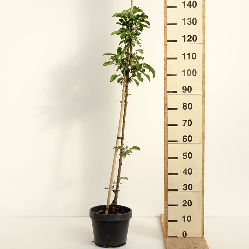 Example of Pommier colonnaire Chinon - Georges Delbard Pot de 7,5L/10L as you get in printemps