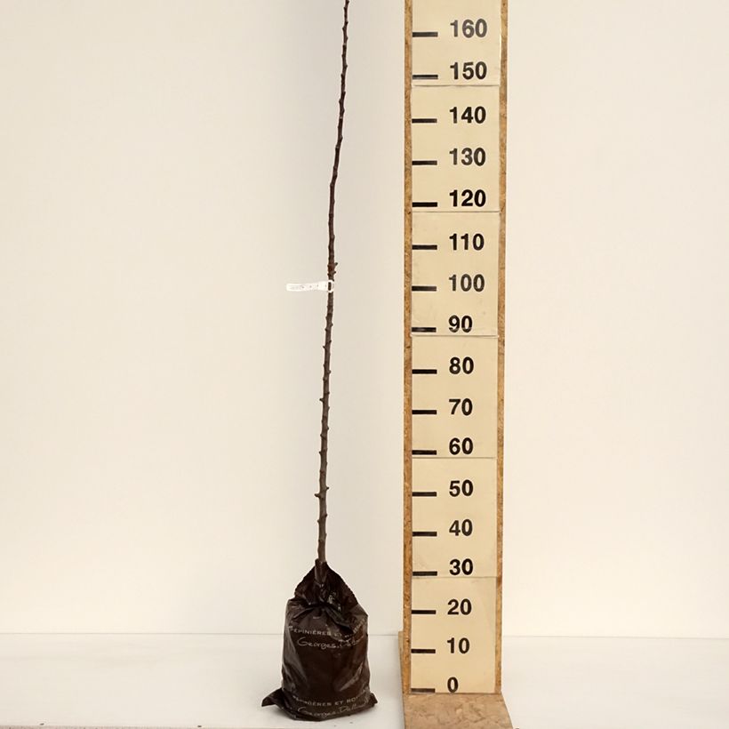 Spécimen de Pommier colonnaire Courson - Georges Delbard  Motte "Prêt-à-planter", Colonnaire tel que livré au printemps