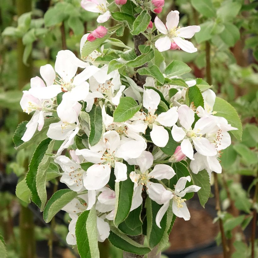 Pommier colonnaire Rondo (Floraison)