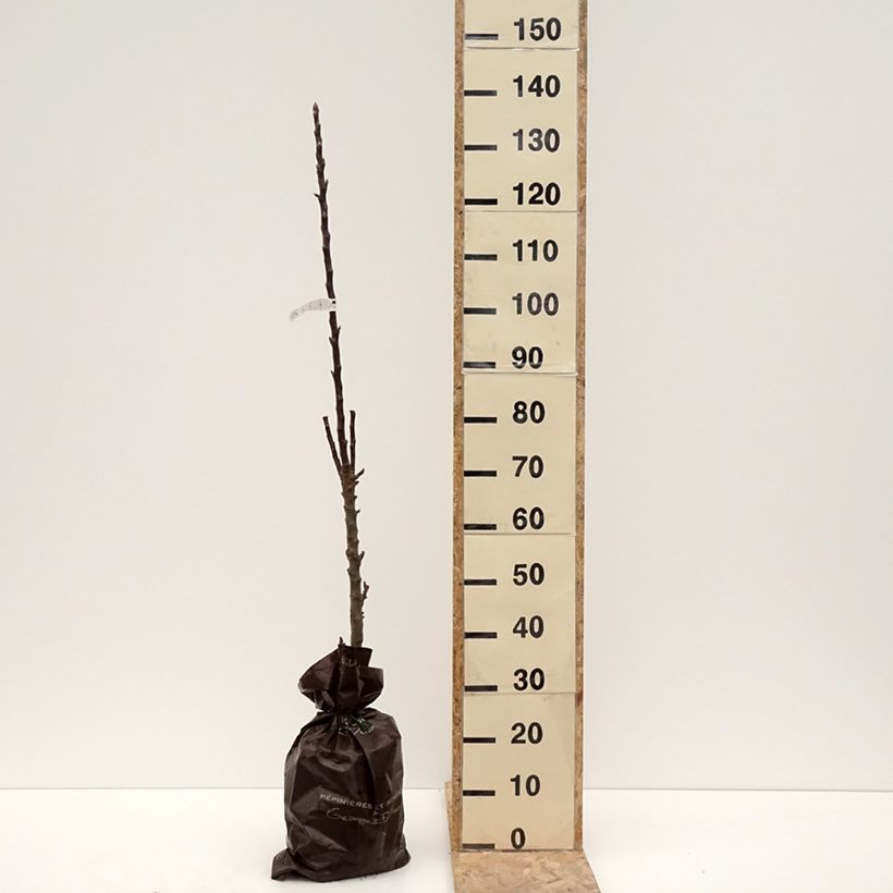 Example of Pommier colonnaire Villandry - Georges Delbard Motte "Prêt-à-planter", Colonnaire as you get in hiver