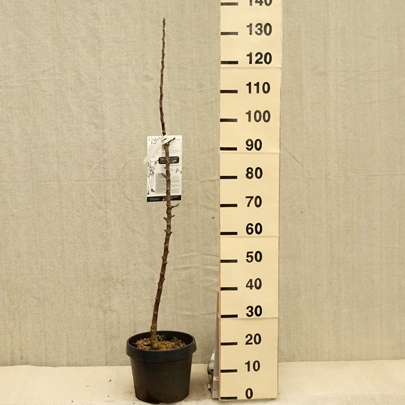 Example of Pommier colonnaire Villandry - Georges Delbard Pot de 7,5L/10L, Colonnaire as you get in printemps