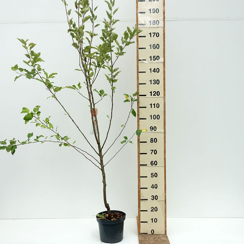 Spécimen de Pommier Cox's Orange Pippin Pot de 7,5L/10L, Gobelet tel que livré en été