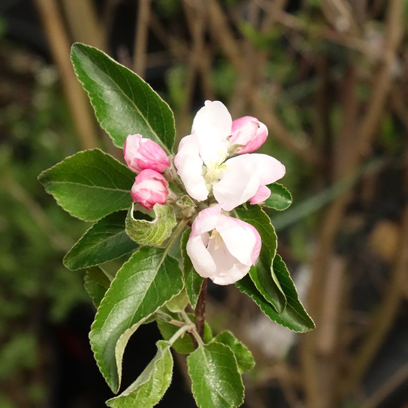 Pommier Cox's Orange Pippin (Floraison)