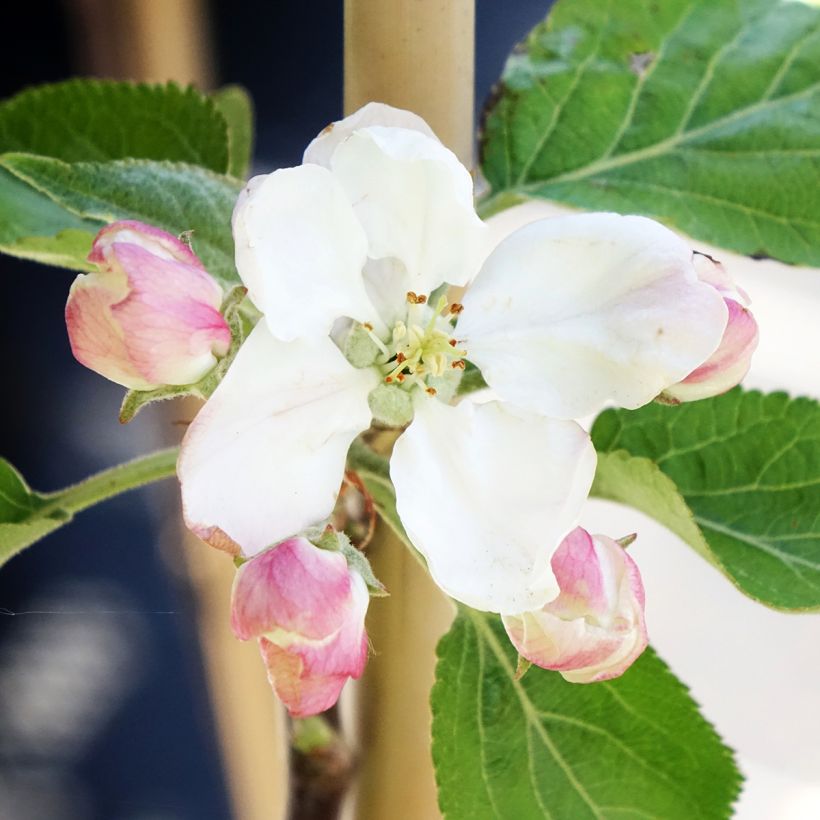 Pommier Cynamonówka Prążkowana (Floraison)