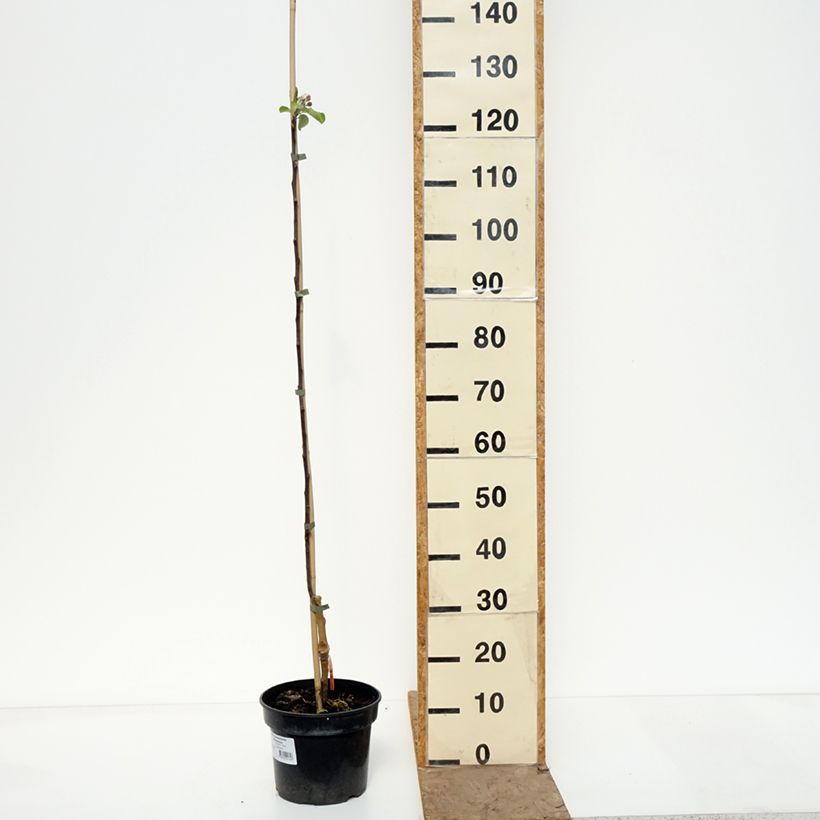 Spécimen de Pommier Cynamonówka Prążkowana Pot de 4L/5L, Scion tel que livré au printemps