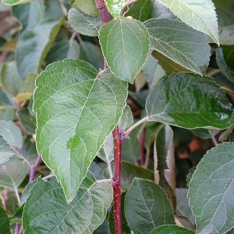 Pommier d'ornement - Malus Perpetu Evereste (Foliage)