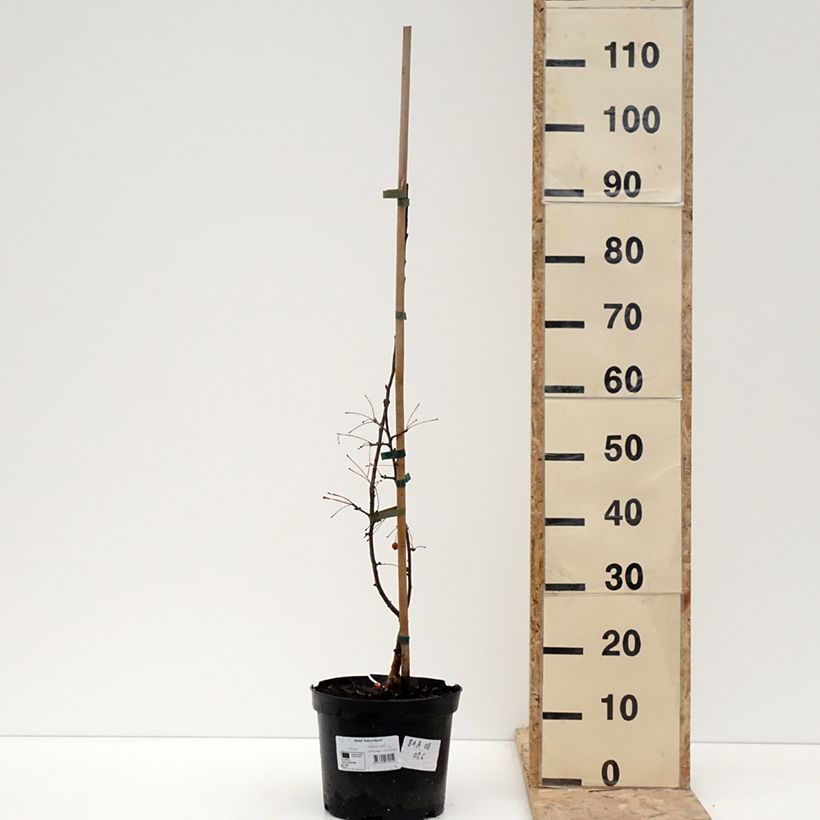 Spécimen de Pommier d'ornement - Malus Adirondack Pot de 4L/5L tel que livré en hiver