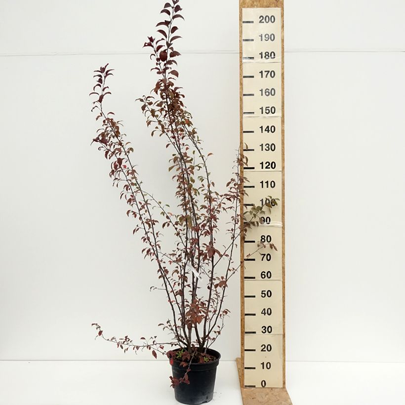 Spécimen de Pommier d'ornement - Malus Coccinella Courtarou Pot de 7,5L/10L tel que livré en été