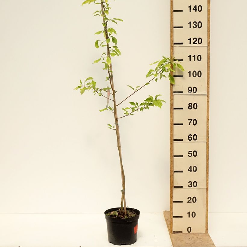 Spécimen de Pommier d'ornement - Malus Dolgo Pot de 4L/5L tel que livré au printemps