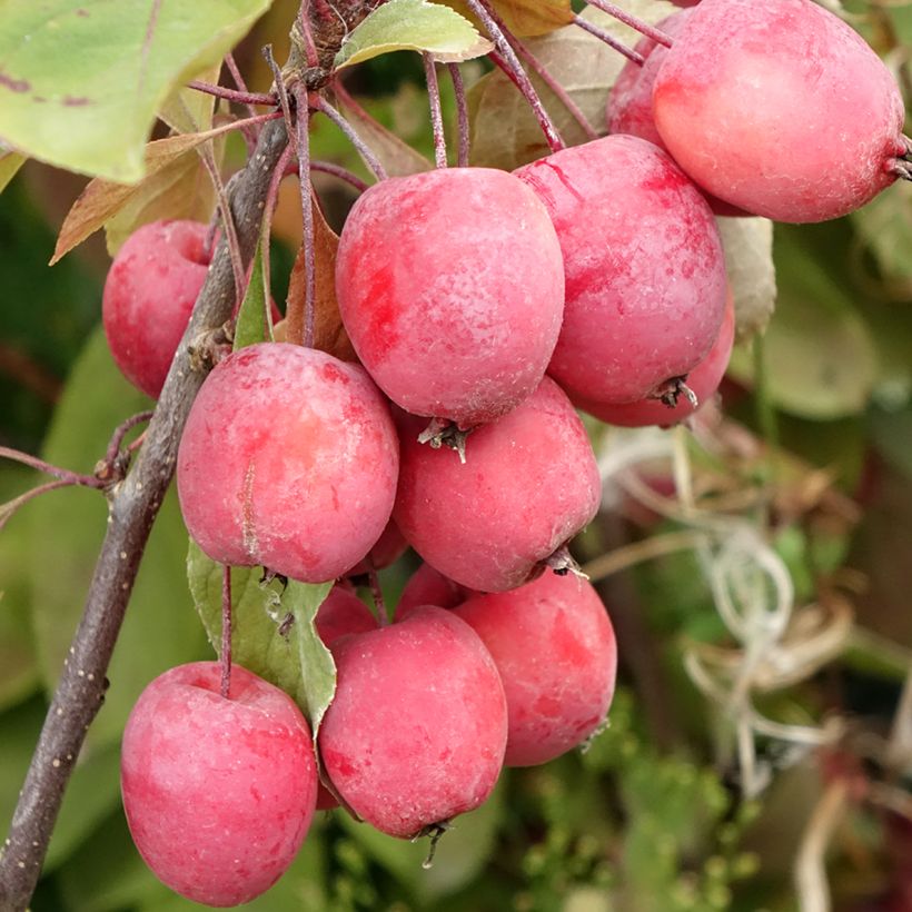Pommier d'ornement - Malus Eleyi (Récolte)