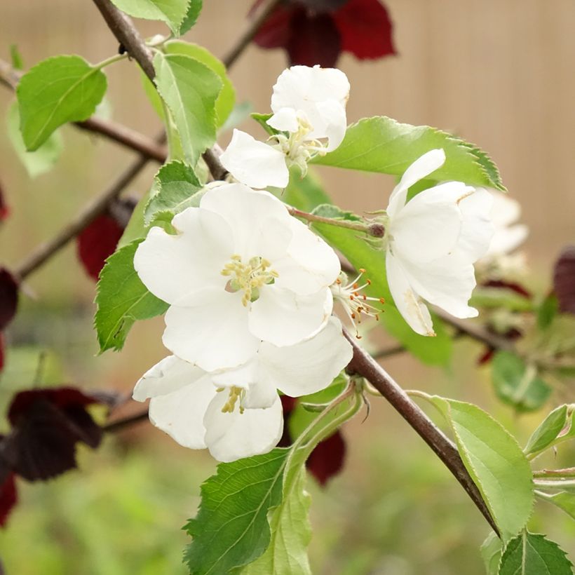 Pommier d'ornement - Malus Hyvingiensis (Floraison)