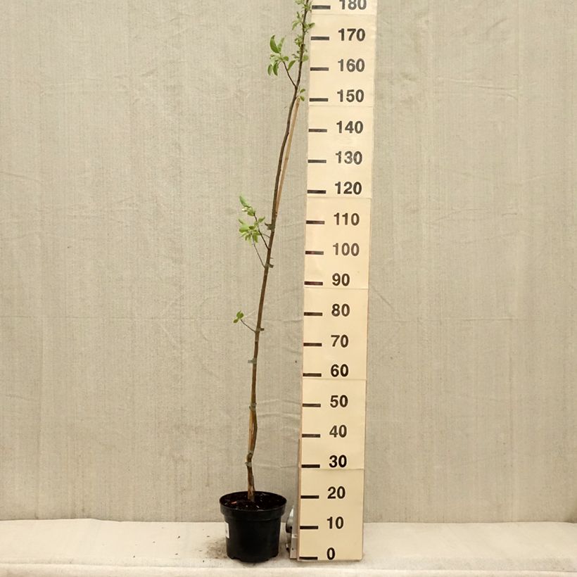 Spécimen de Pommier d'ornement - Malus John Downie Pot de 4L/5L tel que livré au printemps
