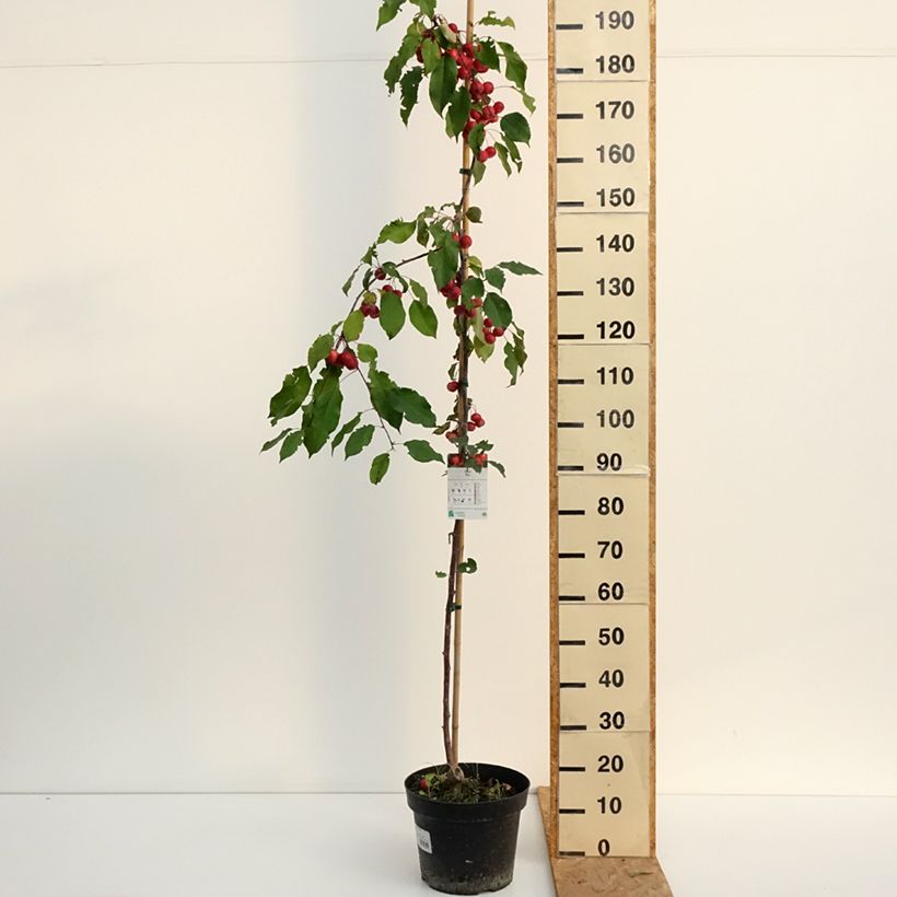 Spécimen de Pommier d'ornement - Malus Ola Pot de 7,5L/10L tel que livré en été