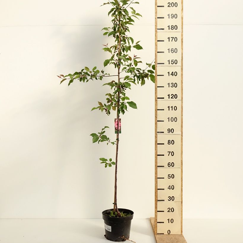 Spécimen de Pommier d'ornement - Malus Ola Pot de 7,5L/10L tel que livré au printemps