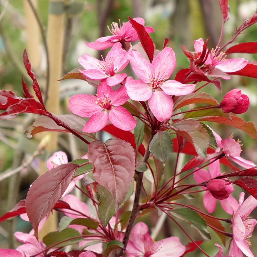 Pommier d'ornement - Malus Paul Hauber (Floraison)