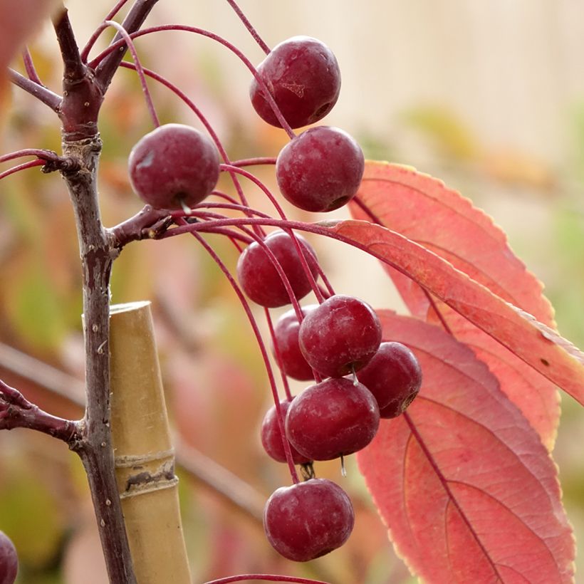 Pommier d'ornement - Malus Paul Hauber (Récolte)