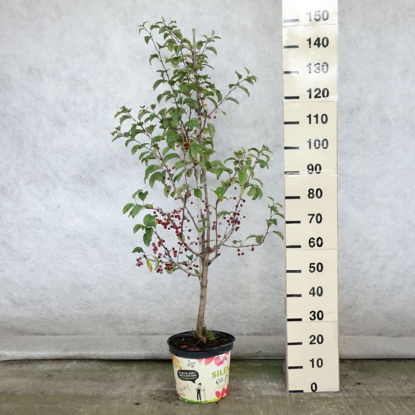 Spécimen de Pommier d'ornement - Malus Red Jewel Pot de 7,5L/10L, Fuseau, Quenouille tel que livré en été