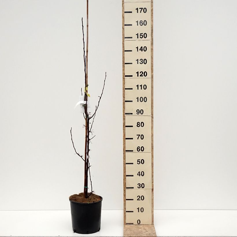 Spécimen de Pommier d'ornement - Malus Red Obelisk Pot de 12L/15L tel que livré en hiver