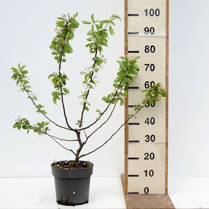 Spécimen de Pommier d'ornement - Malus Red Sentinel  Pot de 6L/7L tel que livré au printemps