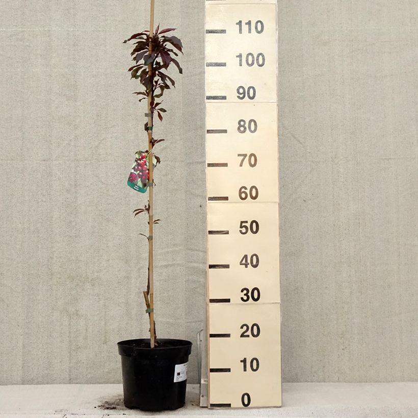 Spécimen de Pommier d'ornement - Malus Royalty Pot de 4L/5L tel que livré au printemps