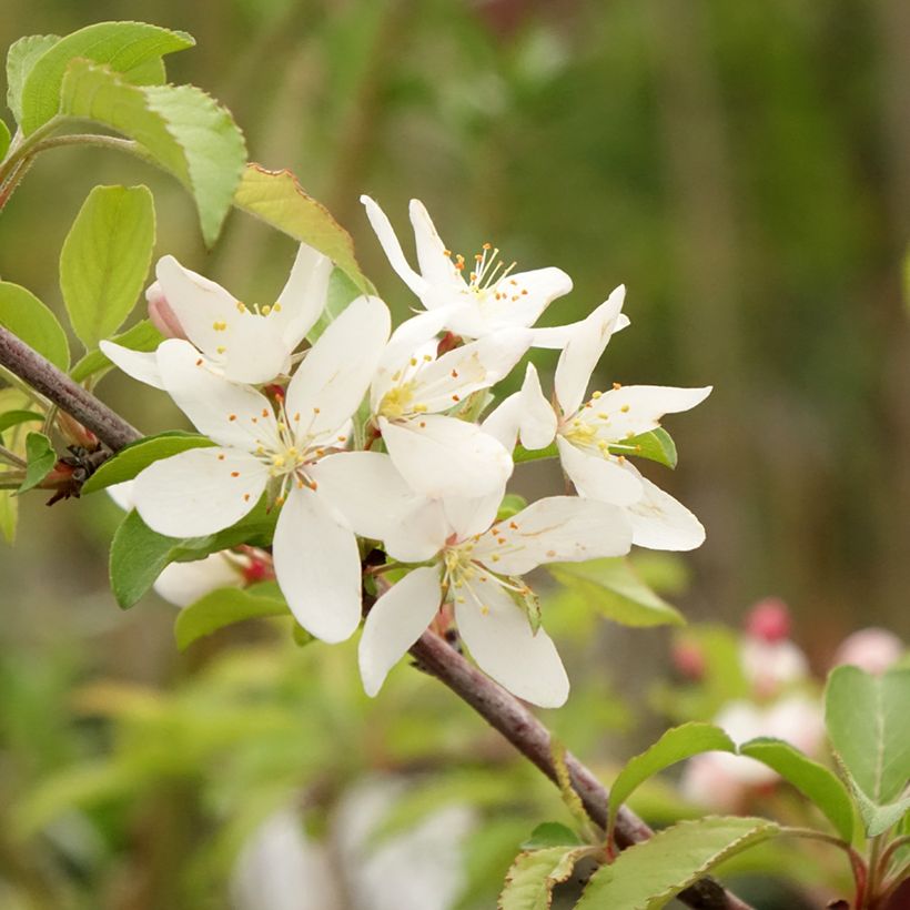Pommier d'ornement - Malus toringo Brouwers Beauty  (Floraison)