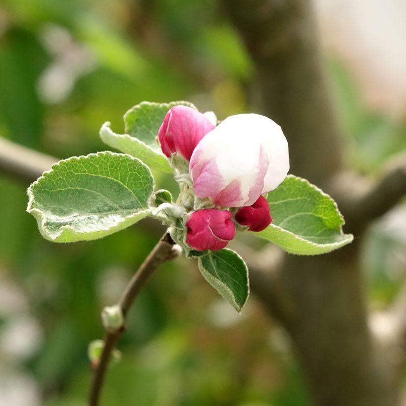Pommier Double Belle Fleur (Flowering)